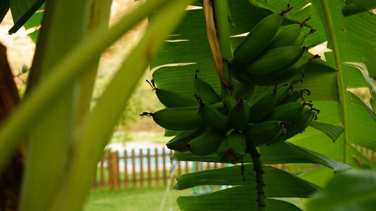 Tropical Studio オルヒバ エクステリア 写真